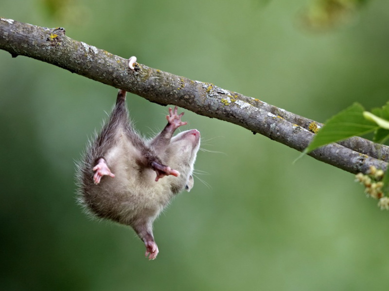 בית גידול לאופוסום