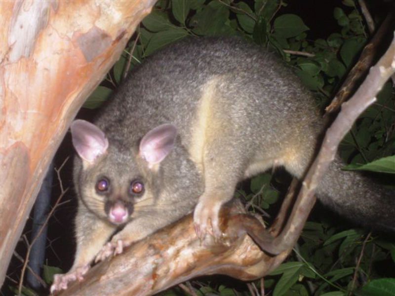 מראה האופוסומים