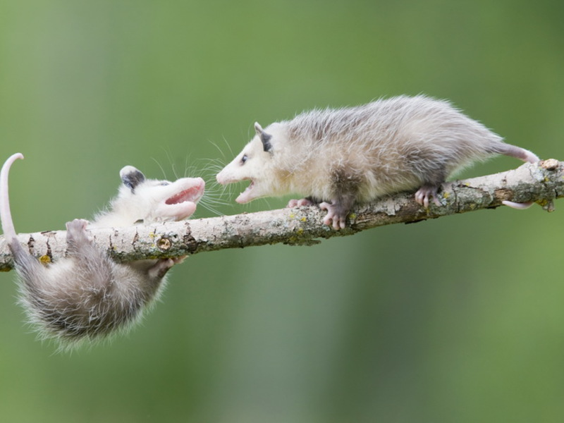 נתונים חיצוניים של אופוסומים