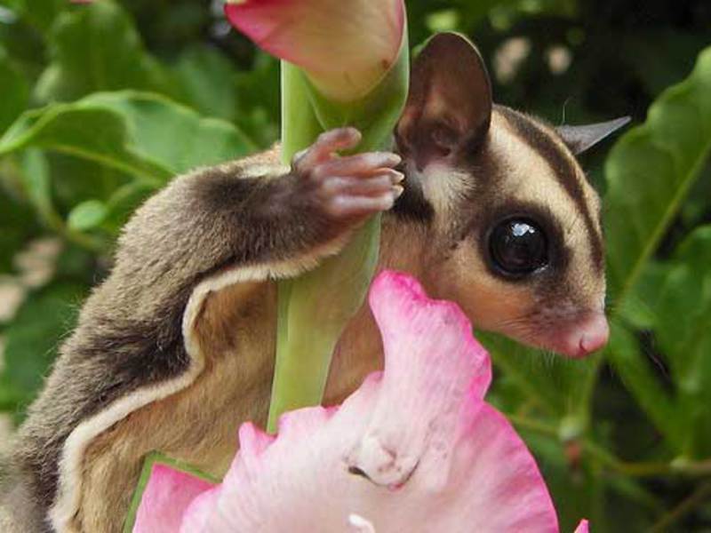 מאפייני בעלי חיים