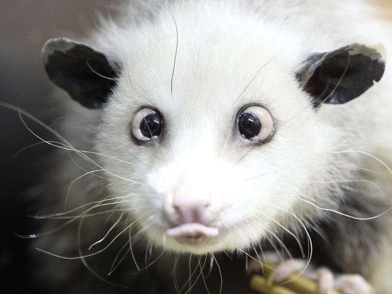 אופוסום על עץ