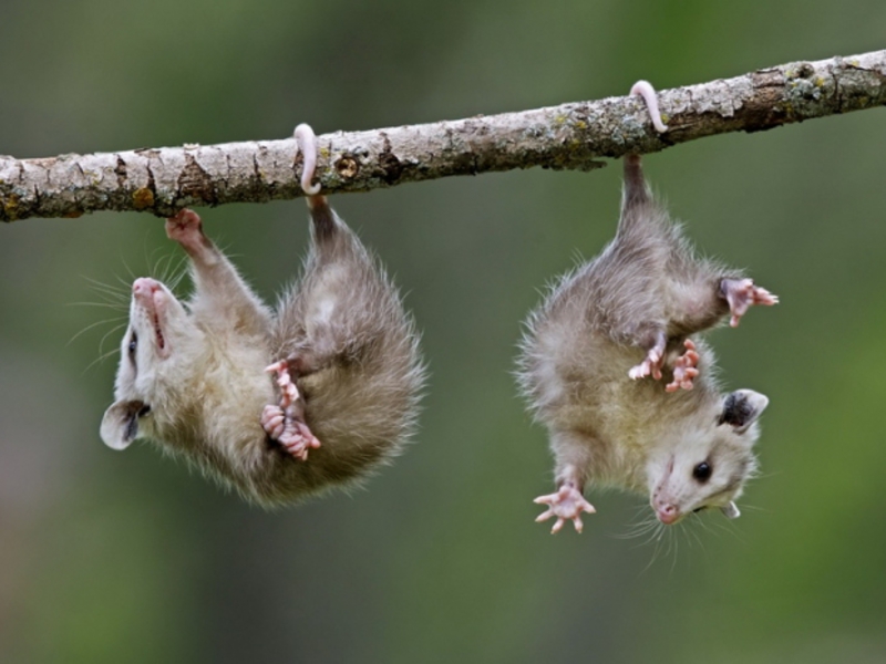 בית גידול לאופוסום