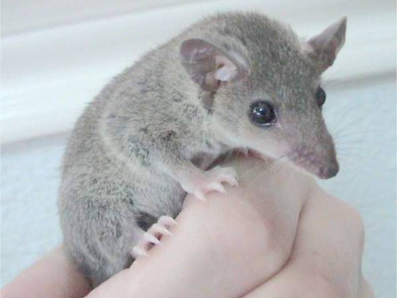 איך נראה אופוסום?