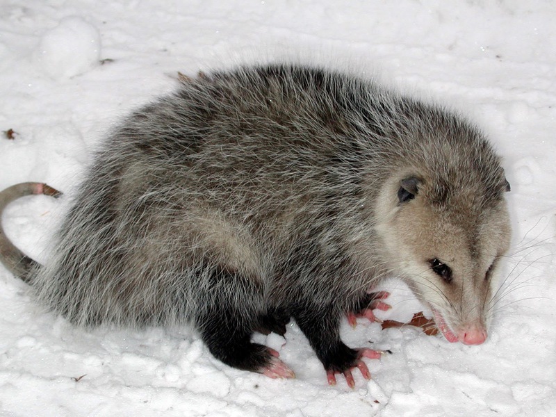 אופוסומים מצחיקים