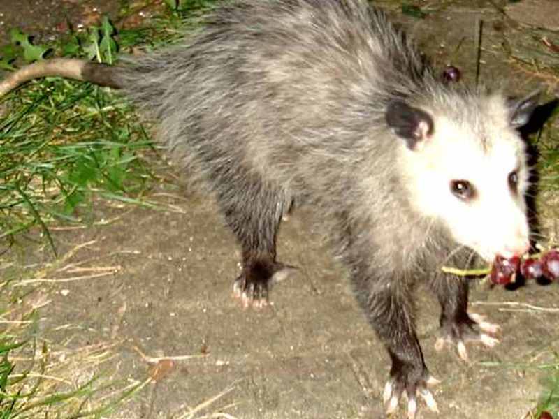 בית גידול לאופוסום