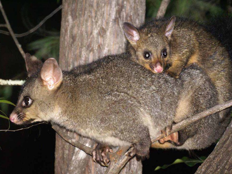 אופוסום על עץ
