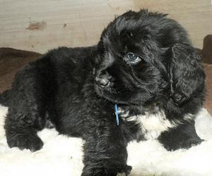 גור ניופאונדלנד גור ניופאונדלנד