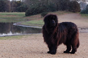 תיאור אופיו של הניופאונדלנד הרגלי ניופאונדלנד