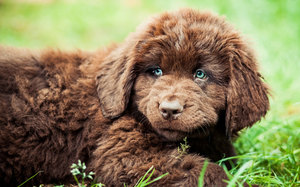 גור ניופאונדלנד חום ניופאונדלנד בראון