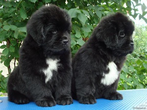 איך לטפל בניופאונדלנד