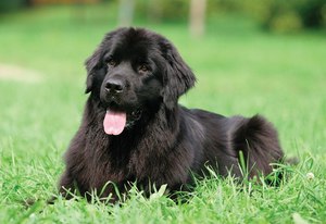 תזונה של ניופאונדלנד מה להאכיל ניופאונדלנד