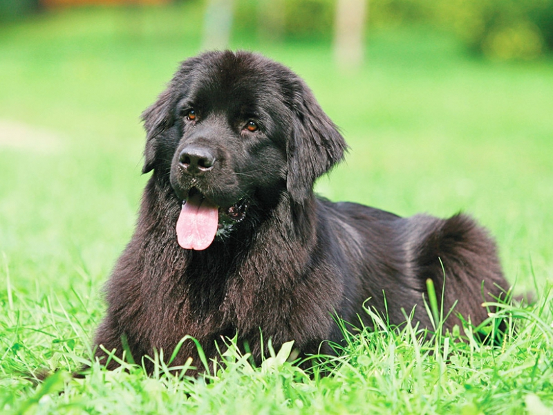 כלב ניופאונדלנד בוגר ניופאונדלנד למבוגרים