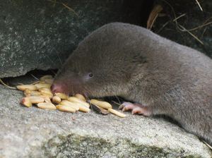 בית גידול של חרפים היכן גר הסורף?