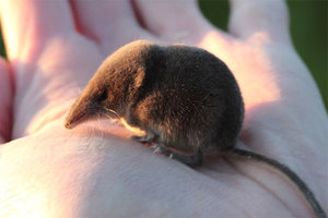 תזונה של חרפים מה אוכל סורף?