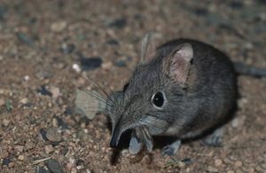 יתרונות ונזקים של בעל החיים מה התועלת של החיה?