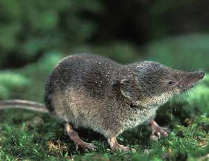 סופת עין תיאור של חרפים