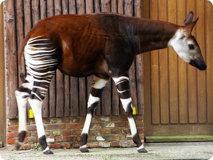 איפה אוקאפי גרים?