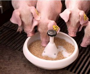 מהי תזונת החזירונים בתקופות שונות? מאפייני דיאטת חזירונים