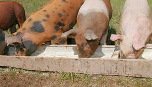 כיצד משפיע מזון על איכות הבשר? עקרון השפעת המזון על איכות הבשר