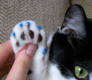 מהן כיפות טפרים לחתולים?