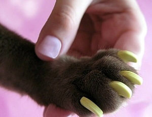 מהן כיפות טפרים לחתולים? תיאור המכשיר נגד שריטות לציפורניים של חתולים