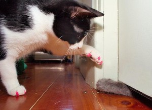 כיצד חתולים מתנהגים כשהם לובשים שטיחים נגד שריטות? הניואנסים של התנהגות חתולים במזרני נגד שריטות