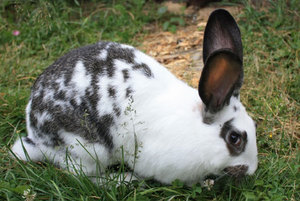 גזעי ארנבות: בשר ודקורטיבי לגידול ביתי