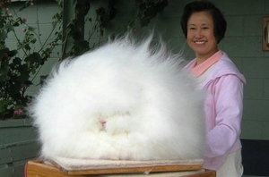 ארנבות אנגורה מוצגות בתמונה. ארנבות אנגורה נבדלות בצבען הלבן המושלם ובפרווה הרכה שלהן.