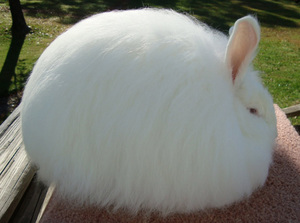 ארנב אנגורה אירופאי - מאפיינים מבחינים.