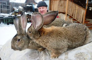 ארנבות ענק (פלנדריה) ארנבות ענק נבדלות, כפי ששמן מרמז, בגודלן הגדול.