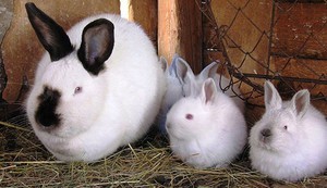 ארנבות קליפורניות ארנבים קליפורניים - תמונה של משפחה מצחיקה