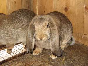 ראמים הם גזע של ארנבות ביתיות ארנבות ראם הן גזע יוצא דופן.