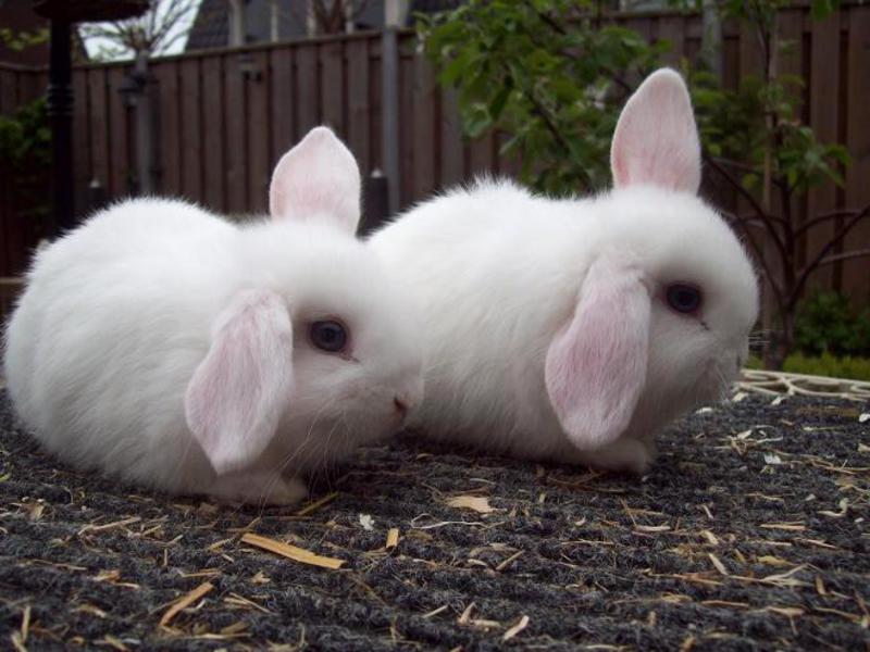 ארנבות אוזניים ארוכות מגזע איל הגמד ארנבים בעלי אוזניים קופצות שייכים לגזע האיל.