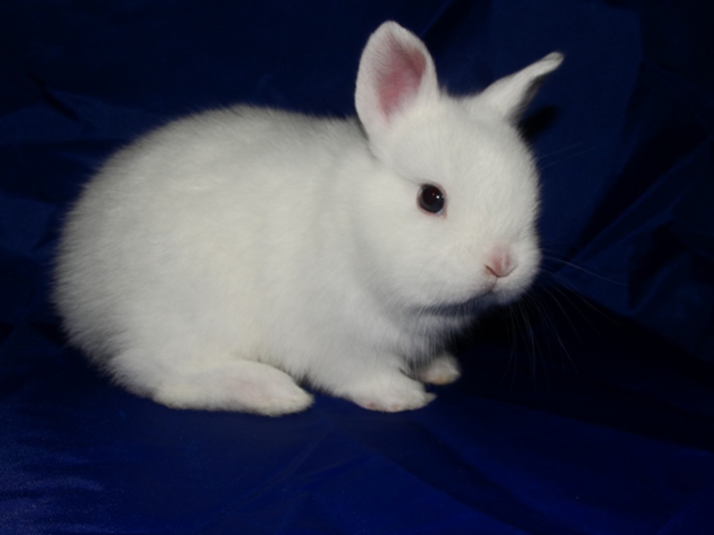 ארנבת ננסית הרמלין - תמונה ארנבת הגמד היא חיית מחמד דקורטיבית.