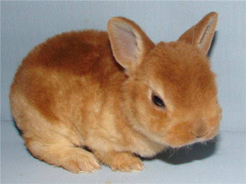 ארנבות רקס גמדיות ארנב הרקס הוא גזע ננסי נוסף.