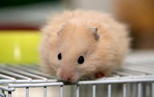 אוגרים ביתיים - טיפול ותחזוקה