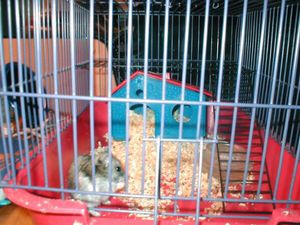 בית הגידול של האוגר - יש לצייד את הכלוב