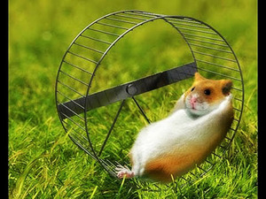 כלוב אוגר, טיפול ותחזוקה בבית כלוב לאוגרים - גודל מומלץ.