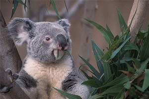 הכל על קואלות