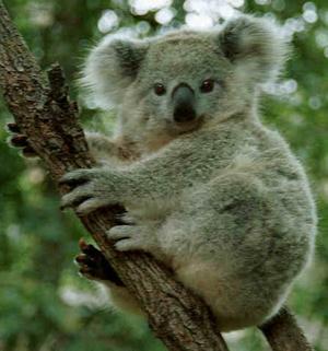 בית גידול של קואלה