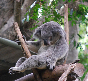 איך נראית קואלה?