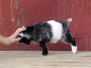 כינויים לילדים איך לקרוא לעז גדי