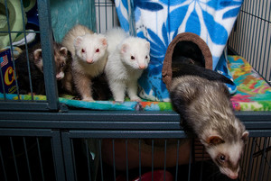 היתרונות והחסרונות של גידול חמוסים כחיות מחמד