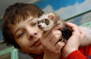 מהם ההיבטים המיוחדים של גידול חמוסים כחיות מחמד? מוזרויות של גידול חמוסים כחיות מחמד