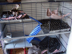 איפה עדיף לשמור חמוסים, בכלוב או בדירה? הניואנסים של סידור מקום לחמוס בדירה