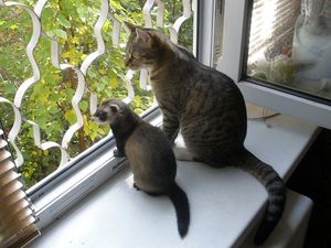 איך חמוס מסתדר עם חיות אחרות בבית? תאימות של חמוסים עם חיות מחמד אחרות