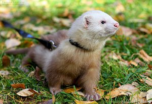 איך לטייל עם חמוס בצורה נכונה מוזרויות של הליכה עם חמוסים ביתיים