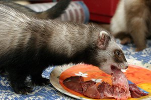 יתרונות וחסרונות של חמוסים כחיות מחמד