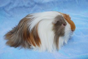 שרקני ים אמריקאים של טדי