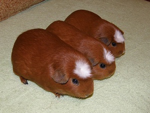 מראה של שרקנים